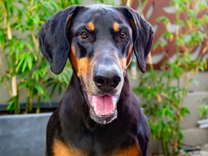 Dobermann – Foto