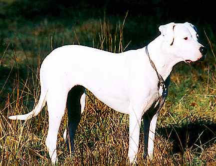 Dogo Argentino – Foto