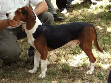 Dreifarbiger Serbischer Laufhund – Foto
