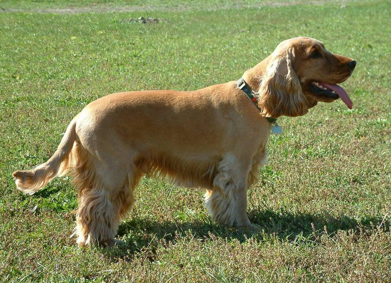 English Cocker Spaniel – Foto