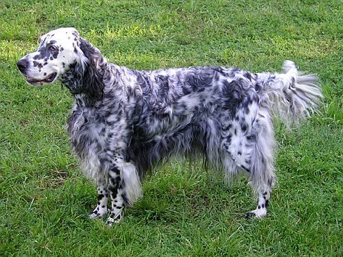 English Setter – Foto