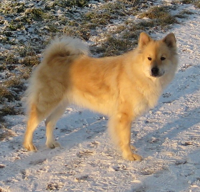Eurasier – Foto
