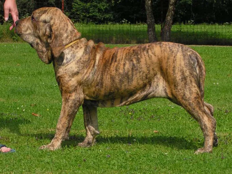 Fila Brasileiro – Foto
