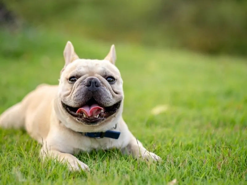 Französische Bulldogge – Foto