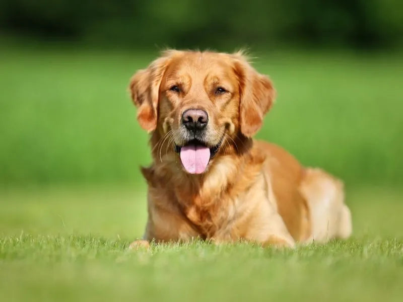 Golden Retriever – Foto