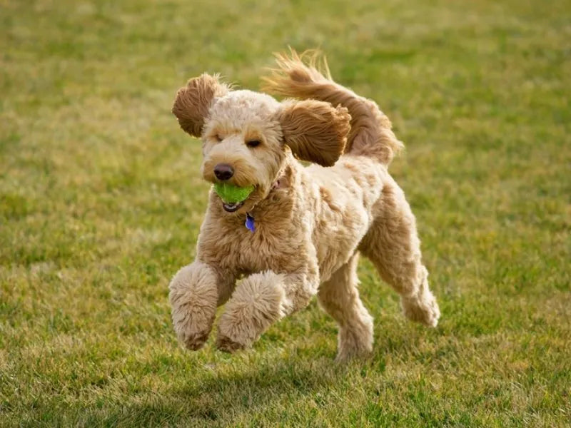 Goldendoodle – Foto