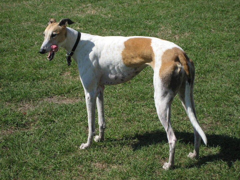 Greyhound – Foto