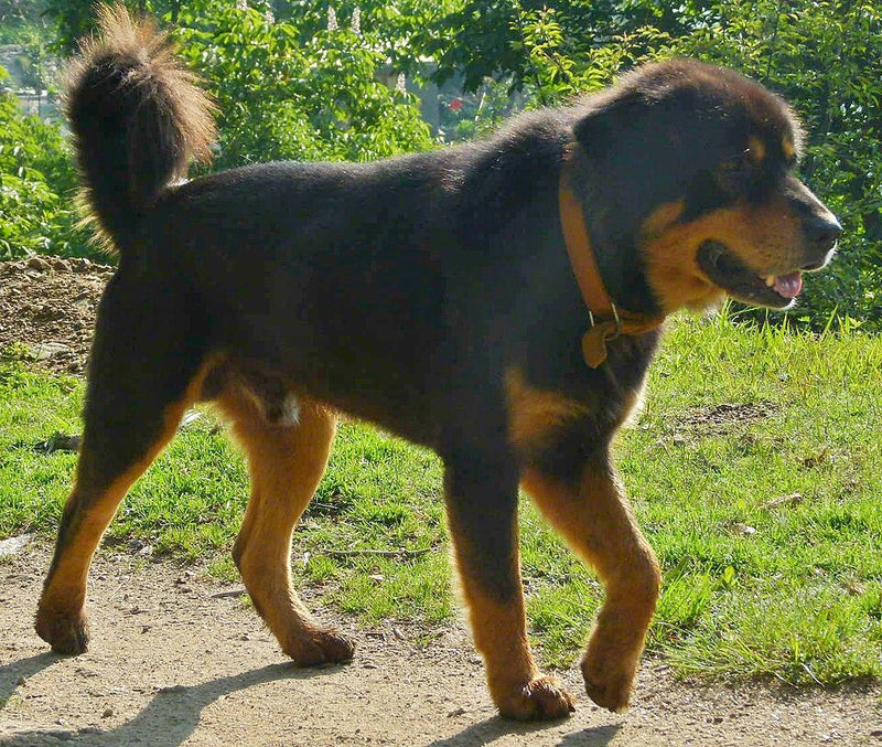 Himalaya-Schäferhund (Gaddi) – Foto