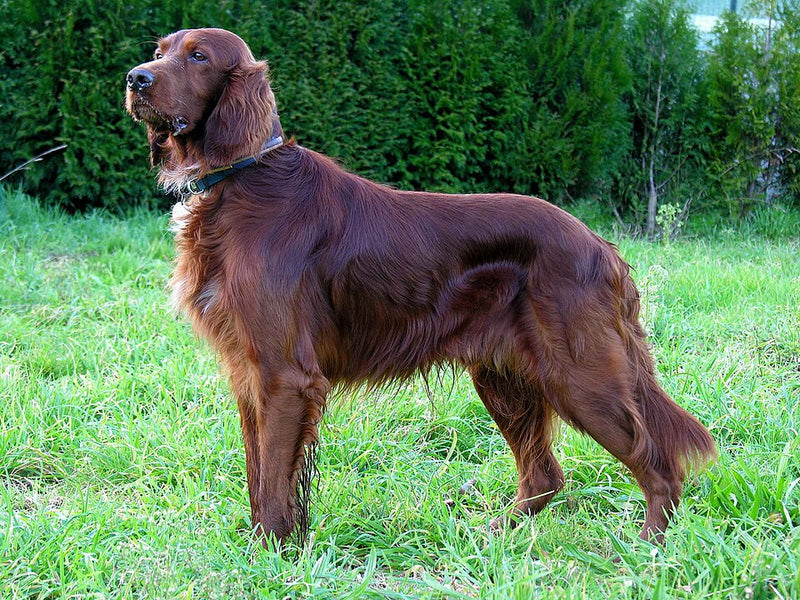 Irish Red Setter – Foto
