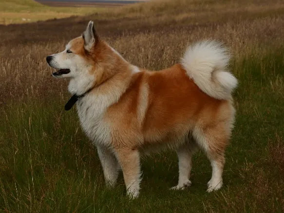 Islandhund – Foto