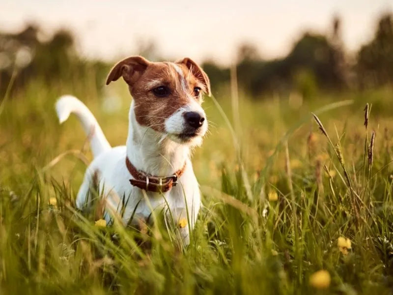 Jack Russell Terrier – Foto