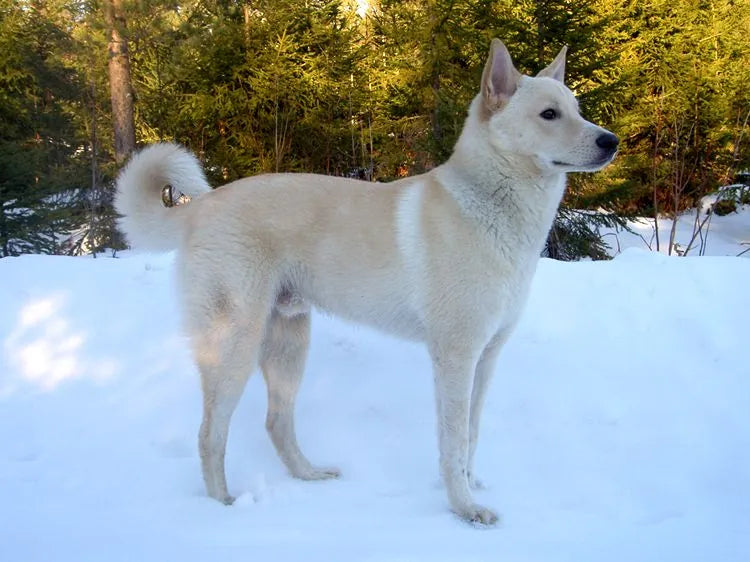 Kanaan-Hund – Foto