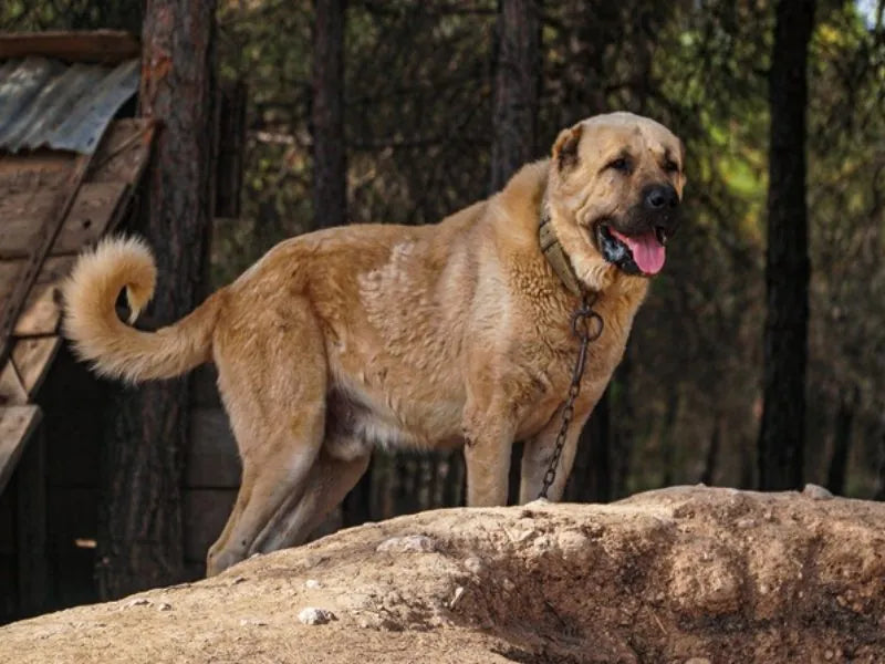 Kangal – Foto