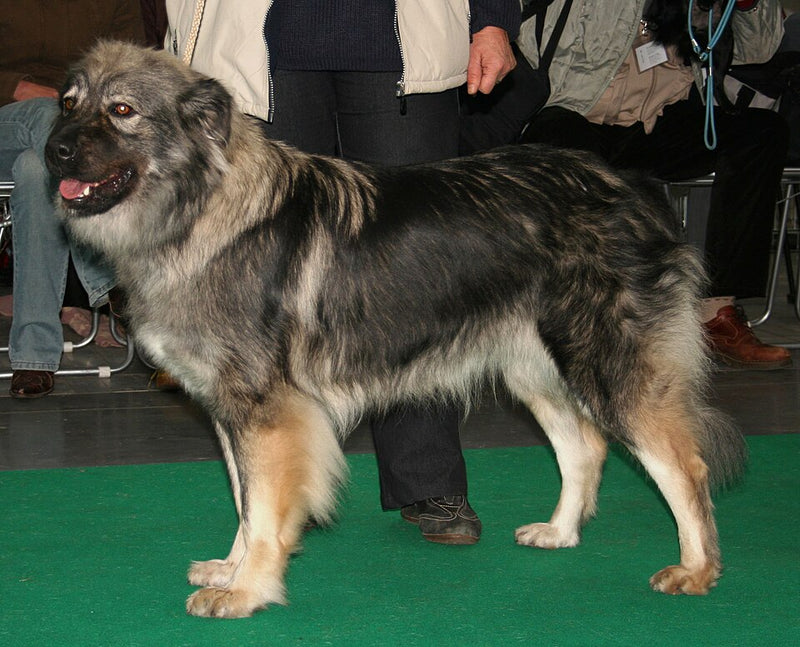 Karst-Schäferhund – Foto