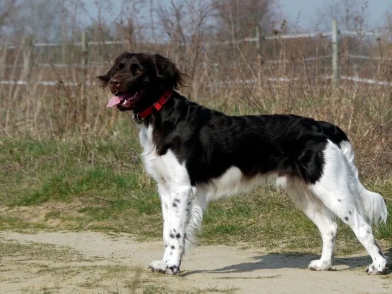 Kleiner Münsterländer – Foto
