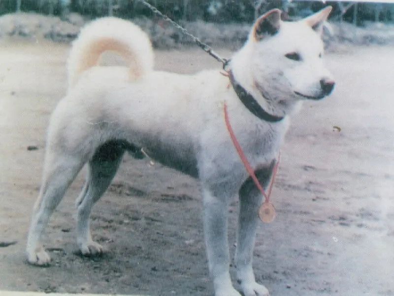 Korea Jindo Dog – Foto