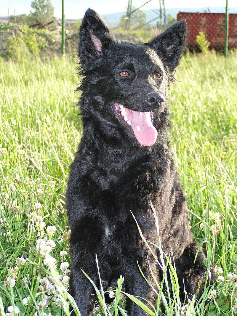 Kroatischer Schäferhund – Foto