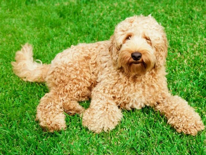 Labradoodle – Foto