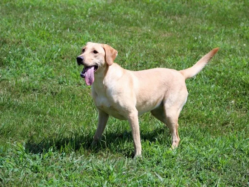 Labrador Retriever – Foto