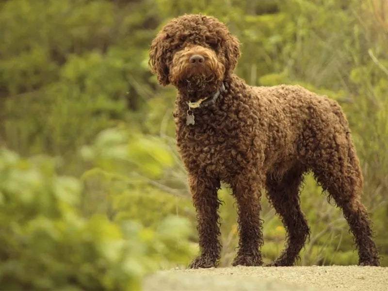 Lagotto Romagnolo – Foto