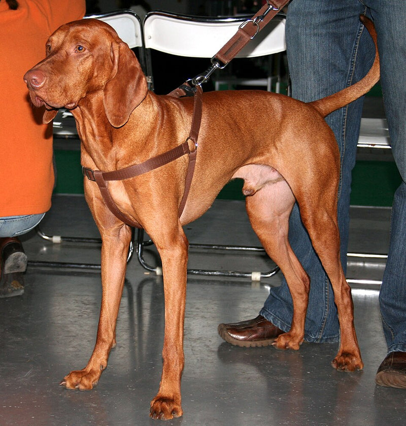 Magyar Vizsla (Kurzhaar) – Foto