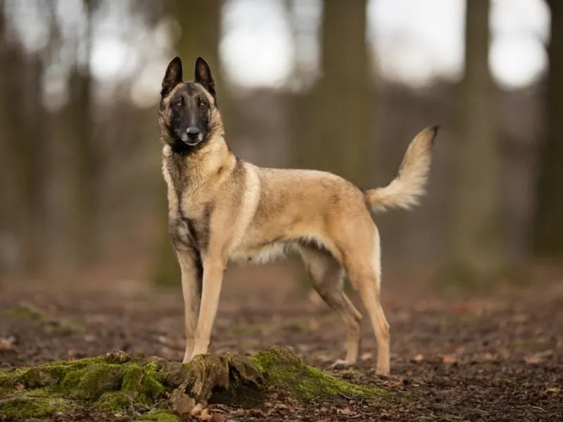 Malinois (Belgischer Schäferhund) – Foto