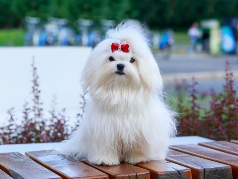 Malteser – Foto
