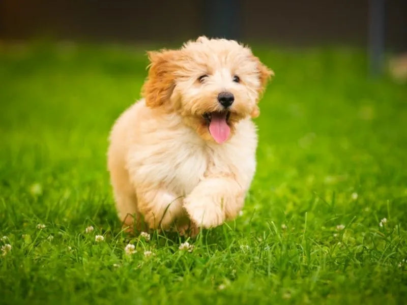 Maltipoo – Foto