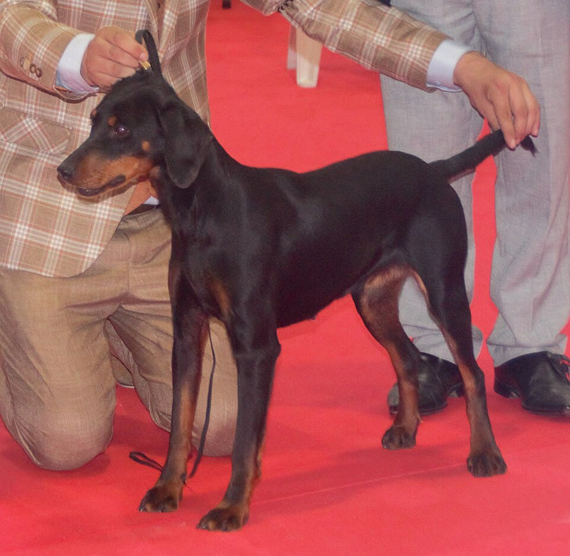 Montenegrinischer Gebirgslaufhund – Foto