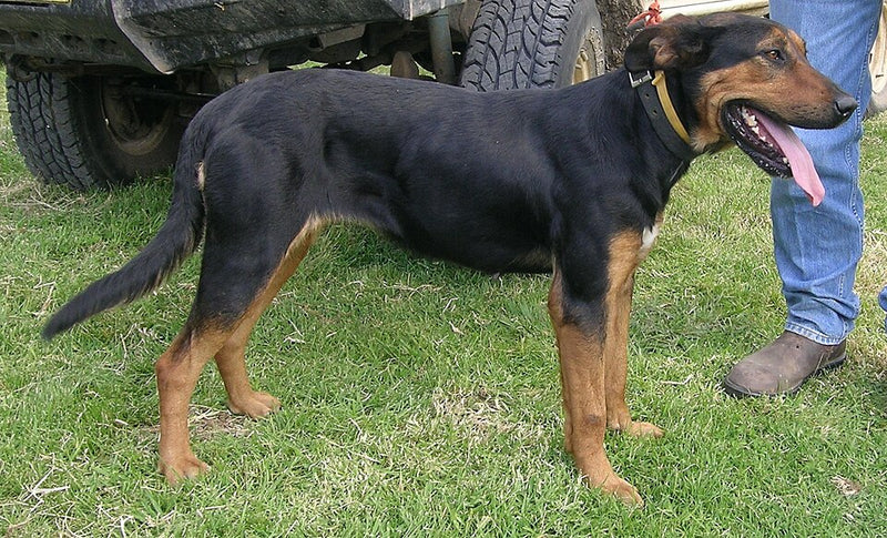 New Zealand Huntaway – Foto