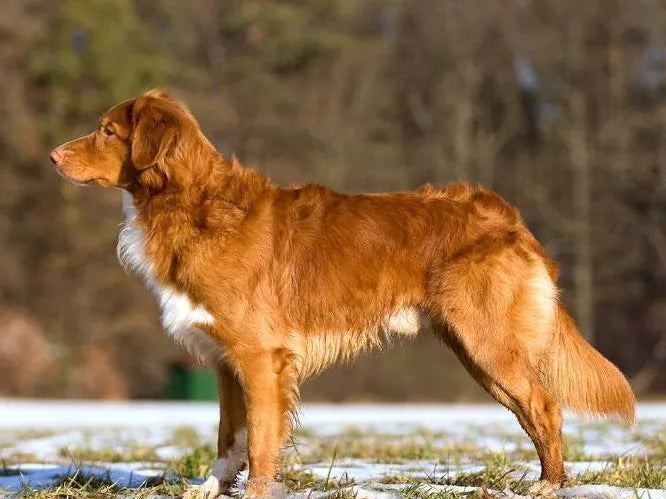 Nova Scotia Duck Tolling Retriever – Foto