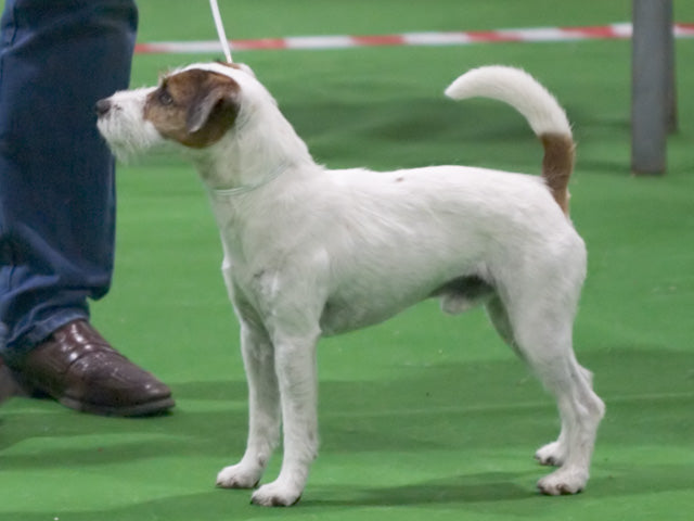 Parson Russell Terrier – Foto