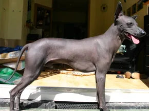 Peruanischer Nackthund – Foto