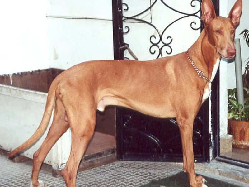 Pharaonenhund – Foto
