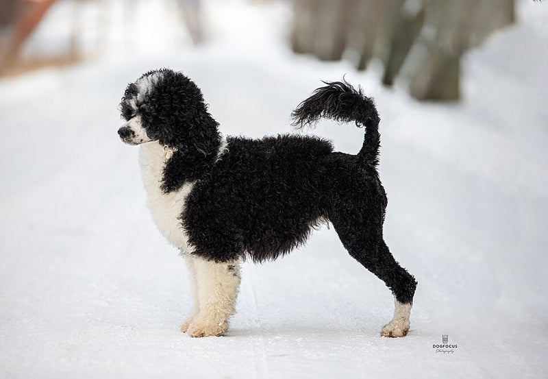 Portugiesischer Wasserhund – Foto