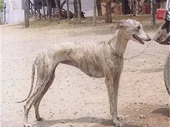 Rampur-Windhund – Foto