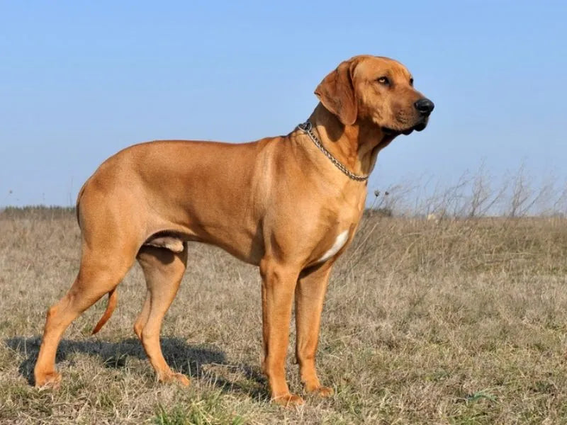 Rhodesian Ridgeback – Foto