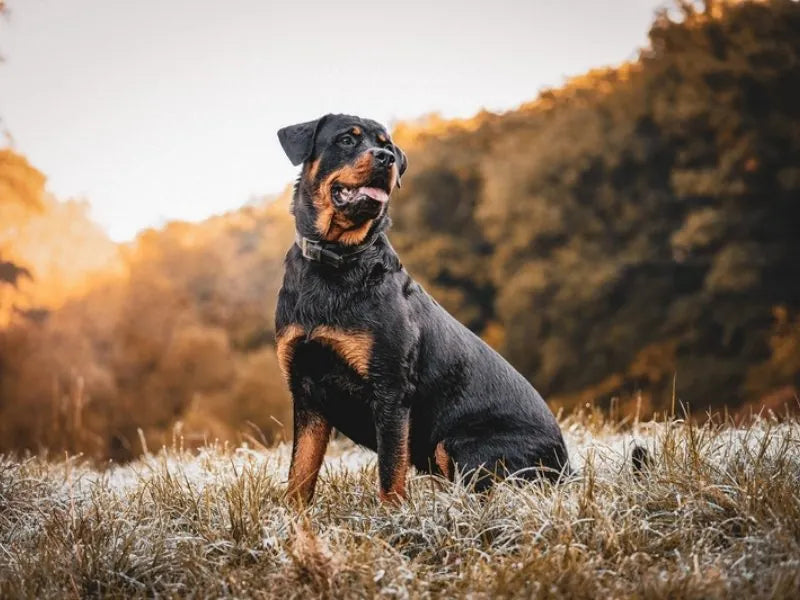 Rottweiler – Foto