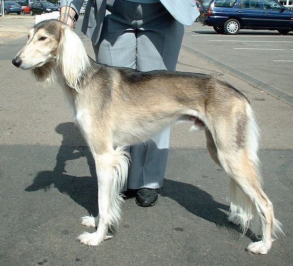 Saluki – Foto