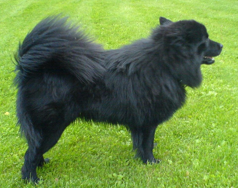 Schwedischer Lapphund – Foto