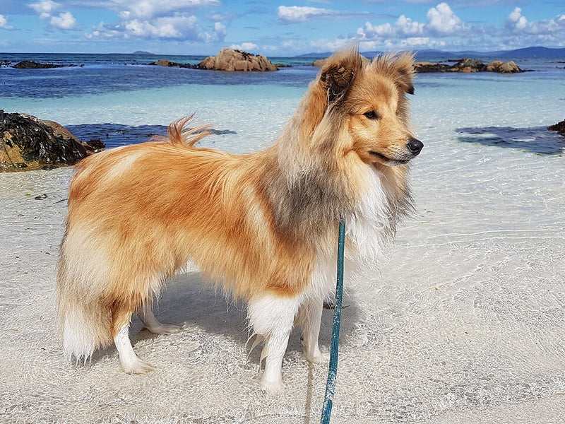 Shetland Sheepdog (Sheltie) – Foto