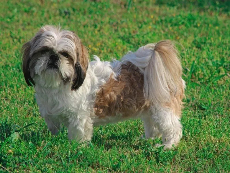 Shih Tzu – Foto