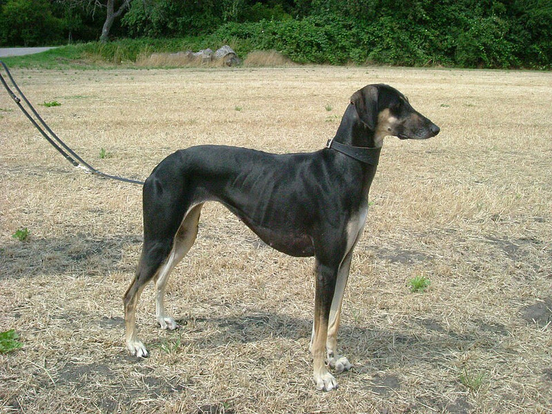 Sloughi – Foto