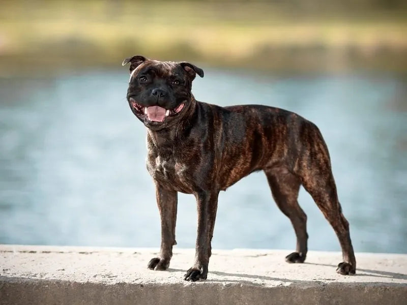 Staffordshire Bullterrier – Foto