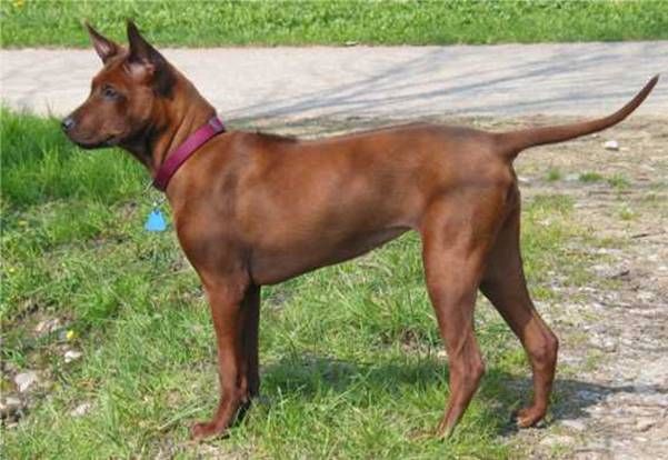 Thai Ridgeback – Foto