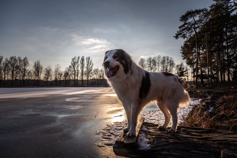Tornjak – Foto