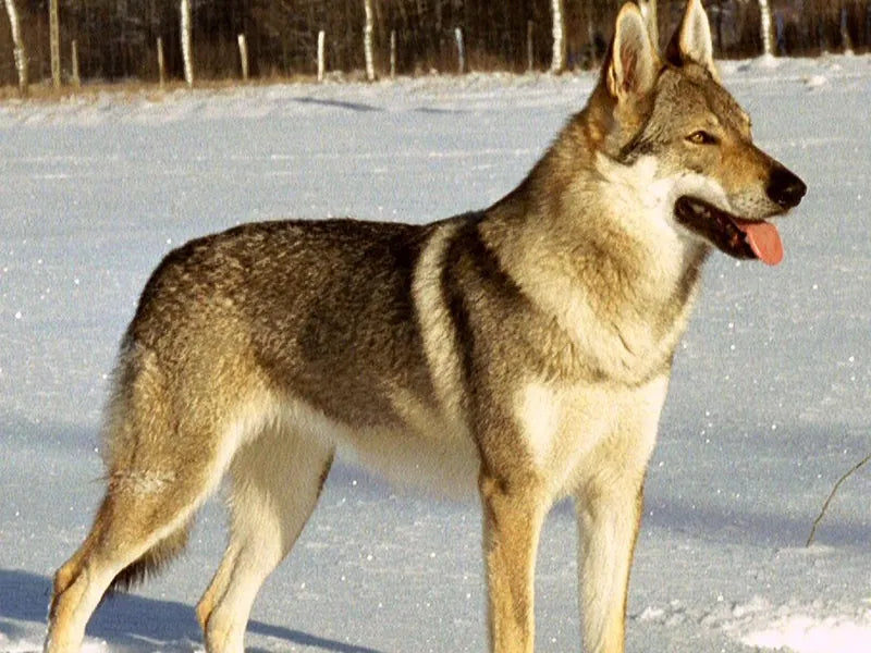 Tschechoslowakischer Wolfhund – Foto