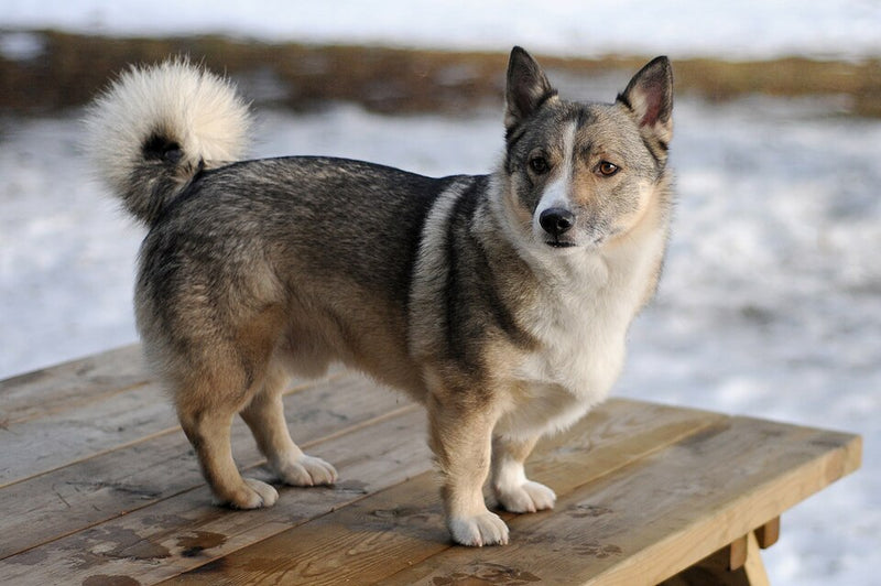 Västgötaspets – Foto