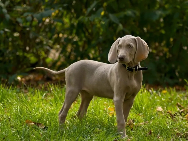 Weimaraner – Foto