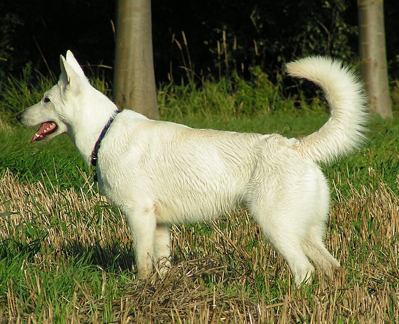Weißer Schweizer Schäferhund – Foto